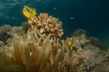 Kızıldeniz 'deki mercan resifi ve su bitkileri, Eilat Israel