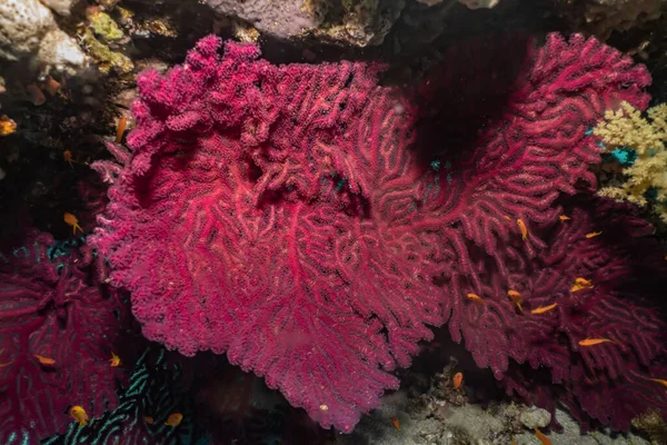 Коралловые Рифы Водные Растения Красном Море — стоковое фото