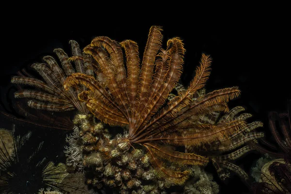 Kızıldeniz 'deki mercan resifi ve su bitkileri, Eilat Israel