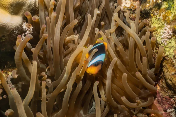 Kızıldeniz 'deki mercan resifi ve su bitkileri, Eilat Israel