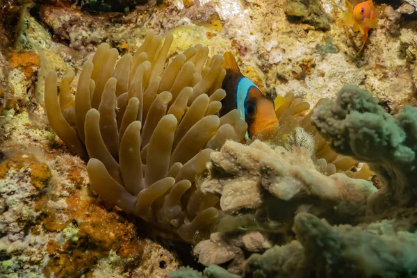 Récif Corallien Plantes Aquatiques Dans Mer Rouge Eilat Israël — Photo