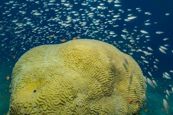 Коралловые Рифы Водные Растения Красном Море Эйлат Израиль — стоковое фото