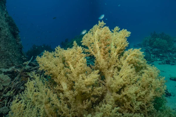 Barriera Corallina Piante Acquatiche Nel Mar Rosso Eilat Israele — Foto Stock