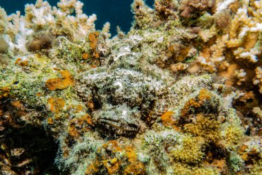 Kızıldeniz 'deki mercan resifleri ve su bitkileri