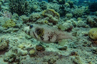 Kızıldeniz 'deki mercan resifleri ve su bitkileri