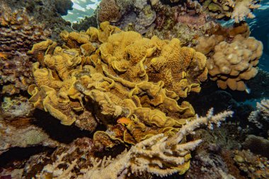 Kızıldeniz 'deki mercan resifleri ve su bitkileri