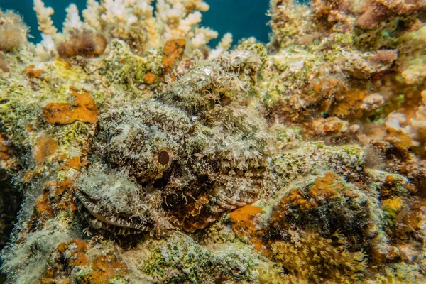 Korallzátonyok Vízinövények Vörös Tengeren — Stock Fotó