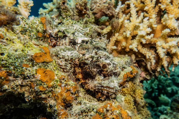 红海的珊瑚礁和水生植物 — 图库照片