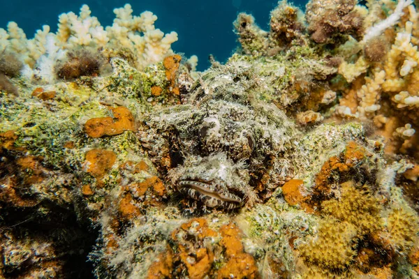 Récifs Coralliens Plantes Aquatiques Mer Rouge — Photo