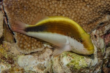 Kızıldeniz 'deki mercan resifleri ve su bitkileri