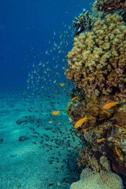 Kızıldeniz 'deki mercan resifleri ve su bitkileri