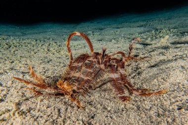 Kızıldeniz 'deki mercan resifi ve su bitkileri, Eilat Israel