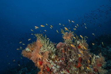 Kızıldeniz 'deki mercan resifi ve su bitkileri, Eilat Israel