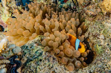 Kızıldeniz 'deki mercan resifi ve su bitkileri, Eilat Israel