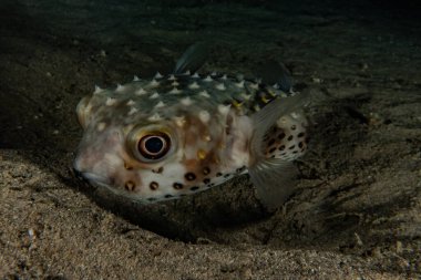 Kızıldeniz 'deki mercan resifi ve su bitkileri, Eilat Israel