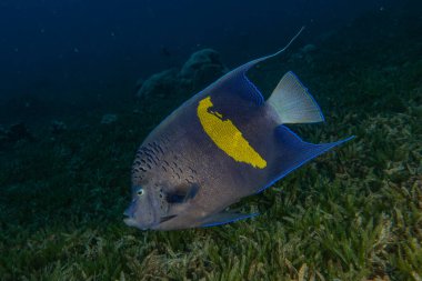 Kızıldeniz 'deki mercan resifi ve su bitkileri, Eilat Israel