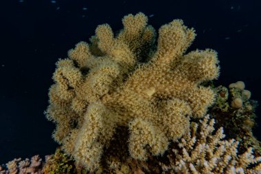 Kızıldeniz 'deki mercan resifi ve su bitkileri, Eilat Israel