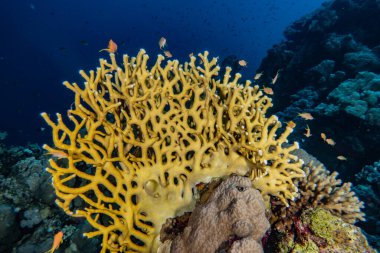 Kızıldeniz 'deki mercan resifi ve su bitkileri, Eilat Israel