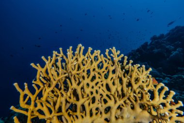 Kızıldeniz 'deki mercan resifi ve su bitkileri, Eilat Israel