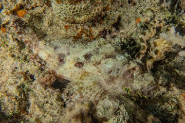 Kızıldeniz 'deki mercan resifi ve su bitkileri, Eilat Israel