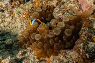 Kızıldeniz 'deki mercan resifleri ve su bitkileri
