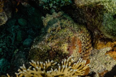 Kızıldeniz 'deki mercan resifleri ve su bitkileri