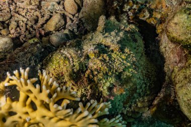 Kızıldeniz 'deki mercan resifleri ve su bitkileri