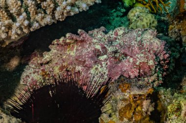 Kızıldeniz 'deki mercan resifleri ve su bitkileri