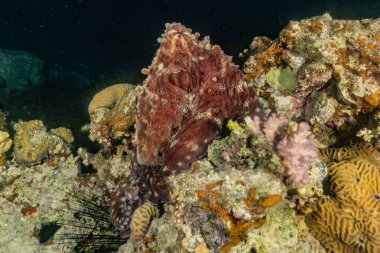 Kızıldeniz 'deki mercan resifleri ve su bitkileri, Eilat Israel