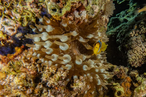 Récif Corallien Plantes Aquatiques Dans Mer Rouge Eilat Israël — Photo