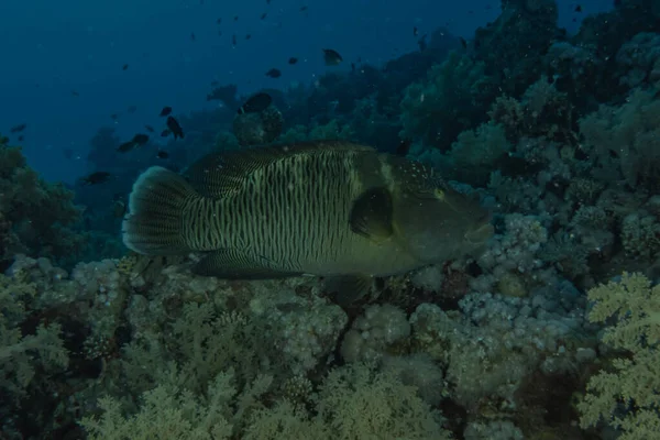 Barriera Corallina Piante Acquatiche Nel Mar Rosso Eilat Israele — Foto Stock