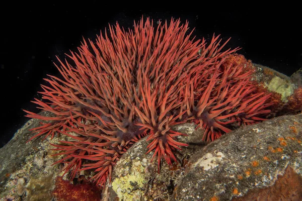 紅海のサンゴ礁と水生植物 エイラートイスラエル — ストック写真