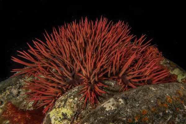 紅海のサンゴ礁と水生植物 エイラートイスラエル — ストック写真