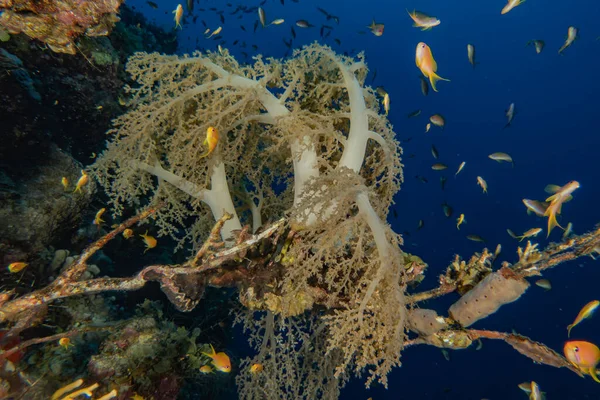 Korallrev Och Vattenväxter Röda Havet Eilat Israel — Stockfoto