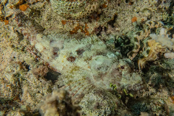 以色列埃拉特红海的珊瑚礁和水生植物 — 图库照片