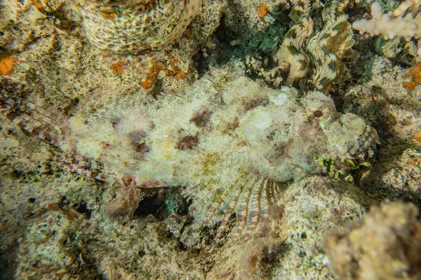 紅海のサンゴ礁と水生植物 エイラートイスラエル — ストック写真