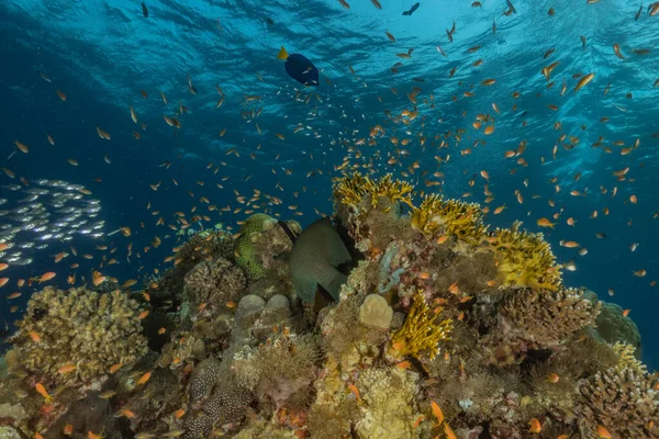 Kızıldeniz 'deki mercan resifleri ve su bitkileri