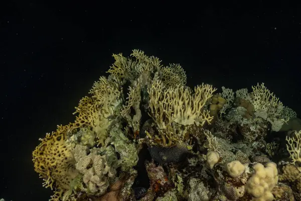 Korallenriffe Und Wasserpflanzen Roten Meer Eilat Israel — Stockfoto