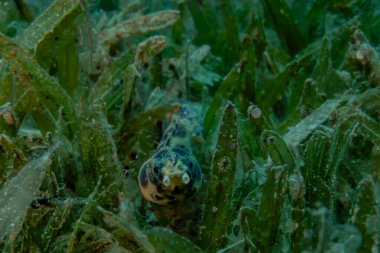 Kızıl Deniz 'deki Kaplan Yılan Yılanı. Renkli ve güzel, Eilat Israel.