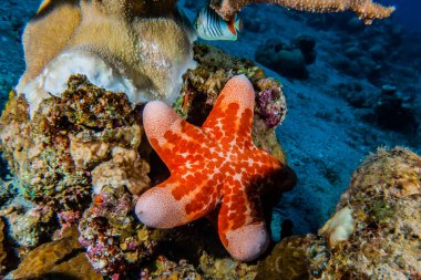 Kızıldeniz 'in deniz tabanındaki denizyıldızı, Eilat Israel