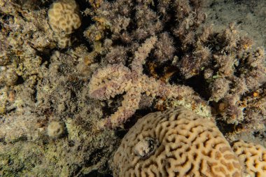 Kızıldeniz 'in deniz tabanındaki denizyıldızı, Eilat Israel
