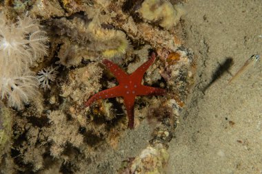 Kızıldeniz 'in deniz tabanındaki denizyıldızı, Eilat Israel
