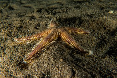 Kızıldeniz 'in deniz tabanındaki denizyıldızı, Eilat Israel