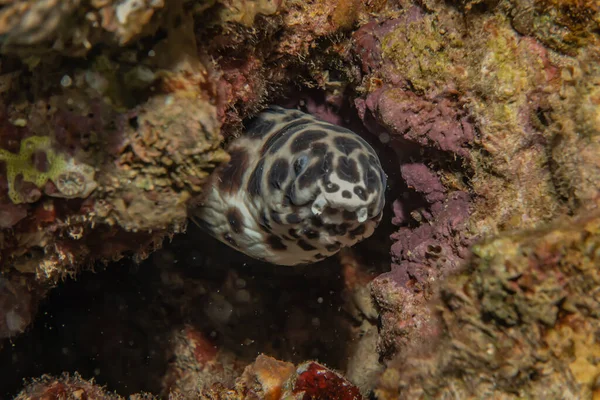 Tigerschlangenaal Roten Meer Bunt Und Schön Eilat Israel — Stockfoto