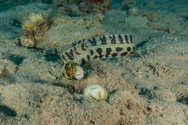 Tiger Snake Eel Red Sea Colorful Beautiful Eilat Israel — Stock Photo, Image
