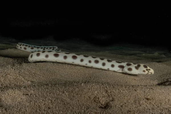 Tiger Snake Eel Mar Rojo Colorido Hermoso Eilat Israel —  Fotos de Stock