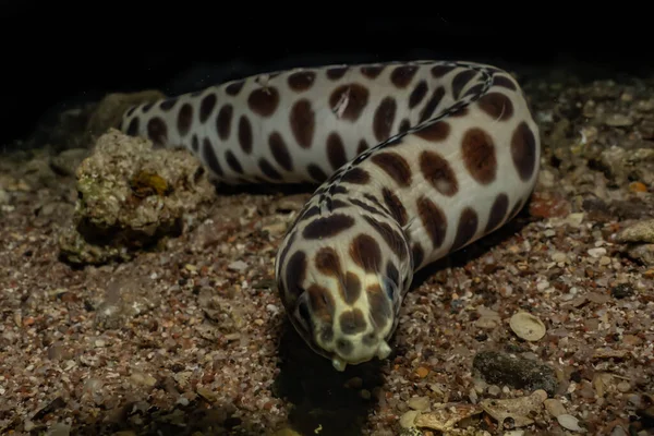 红海中的虎蛇鳗鱼色彩艳丽 以色列鳗鱼 — 图库照片