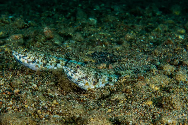 ヒトデ紅海の海底で エイラート イスラエル — ストック写真