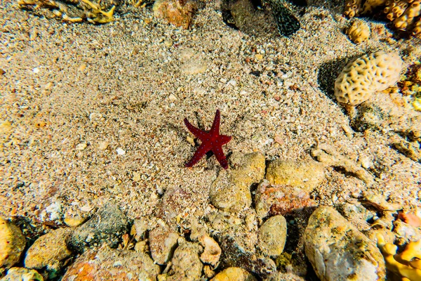 Stella Marina Sui Fondali Del Mar Rosso Eilat Israel — Foto Stock