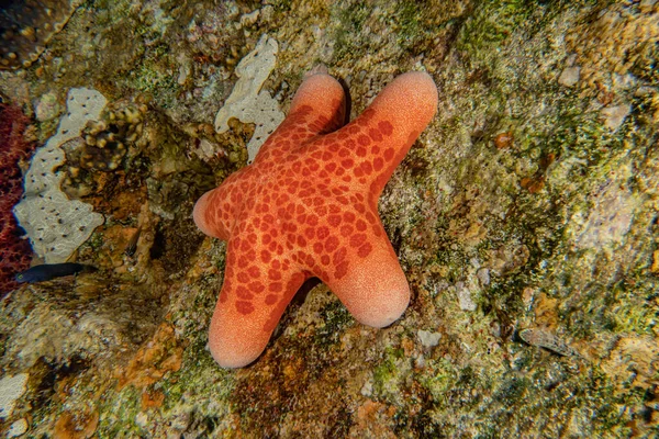 Starfish Seabed Red Sea Eilat Israel — Stock Photo, Image